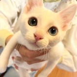 2022年11月26日君津店に参加する富津こネットの保護猫112606