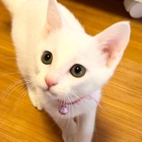 2022年11月26日君津店に参加する富津ねこネットの保護猫112615