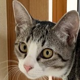 2022年11月26日君津店に参加する富津ねこネットの保護猫112623