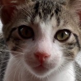 2022年12月4日君津店に参加する猫レンジャーの保護猫120404