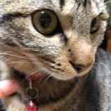 2022年12月4日君津店に参加する猫レンジャーの保護猫120411