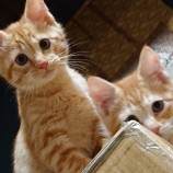 2022年12月4日君津店に参加する猫レンジャーの保護猫120418