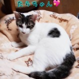 2022年12月4日君津店に参加する猫レンジャーの保護猫120419