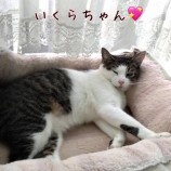 2022年12月4日君津店に参加する猫レンジャーの保護猫120420