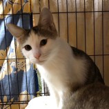 2022年12月4日君津店に参加する猫レンジャーの保護猫120428