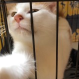 2022年12月4日君津店に参加する猫レンジャーの保護猫120429