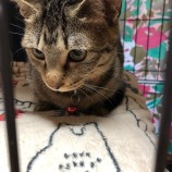 2022年12月4日君津店に参加する猫レンジャーの保護猫120430
