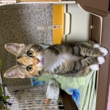 rescue-cat_mizuho111309