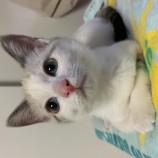 2022年11月27日瑞穂店に参加するまたたび家の保護猫112701