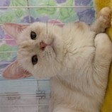 2022年11月27日瑞穂店に参加するまたたび家の保護猫112703