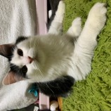 2022年11月27日瑞穂店に参加するまたたび家の保護猫112704