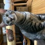 2022年11月27日瑞穂店に参加するまたたび家の保護猫112707