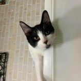 2022年11月27日瑞穂店に参加するまたたび家の保護猫112708