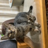 2022年11月27日瑞穂店に参加するまたたび家の保護猫112711