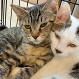 2022年11月13日新田店に参加する猫のへやの保護猫111301