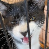 2022年11月13日新田店に参加する猫のへやの保護猫111302