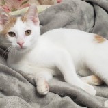 2022年11月27日小山店に参加するにゃんこの大冒険の保護猫112701