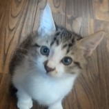 2022年11月27日小山店に参加するにゃんこの大冒険の保護猫112705