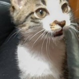 2022年11月27日小山店に参加するにゃんこの大冒険の保護猫112707