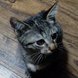 2022年11月27日小山店に参加するにゃんこの大冒険の保護猫112709