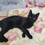 2022年11月27日小山店に参加するにゃんこの大冒険の保護猫112710