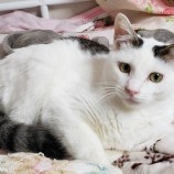 2022年11月27日小山店に参加するにゃんこの大冒険の保護猫112711