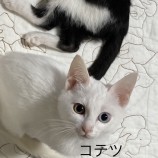 2022年12月11日荒川沖店に参加するTeam.ホーリーキャットの保護猫121104