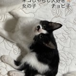 2022年12月11日荒川沖店に参加するTeam.ホーリーキャットの保護猫121105