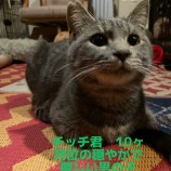 2022年12月11日荒川沖店に参加するTeam.ホーリーキャットの保護猫121106
