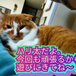 2022年12月11日荒川沖店に参加するTeam.ホーリーキャットの保護猫121107