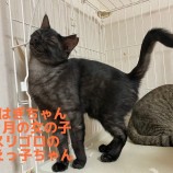 2022年12月11日荒川沖店に参加するTeam.ホーリーキャットの保護猫121110