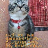 2022年12月11日ひたちなか店に参加するネコスぺ事務局の保護猫121111