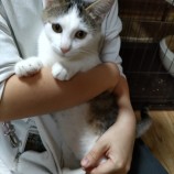2022年12月17日君津店に参加する猫レンジャーの保護猫121706