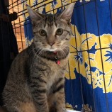 2022年12月17日君津店に参加する猫レンジャーの保護猫121709