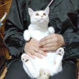 2022年12月17日君津店に参加する猫レンジャーの保護猫121711