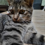 2022年12月17日君津店に参加する猫レンジャーの保護猫121714