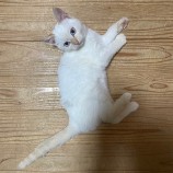 2022年12月17日君津店に参加する猫レンジャーの保護猫121715