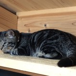 2022年12月17日君津店に参加する猫レンジャーの保護猫121717