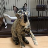 2022年12月17日君津店に参加する猫レンジャーの保護猫121719