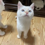 2022年12月17日君津店に参加する猫レンジャーの保護猫121720