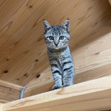 2022年12月17日君津店に参加する猫レンジャーの保護猫121722
