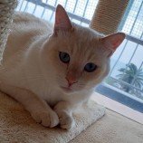 2022年12月17日君津店に参加する猫レンジャーの保護猫121726