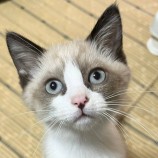 2022年12月24日君津店に参加する富津ねこネットの保護猫122408