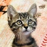 2022年12月24日君津店に参加する富津ねこネットの保護猫122409