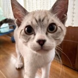 2022年12月24日君津店に参加する富津ねこネットの保護猫122411