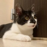 2022年12月24日君津店に参加する富津ねこネットの保護猫122415