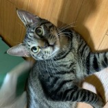 2022年12月11日瑞穂店に参加するまたたび家の保護猫121102