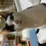 2022年12月11日瑞穂店に参加するまたたび家の保護猫121103