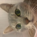 2022年12月11日瑞穂店に参加するまたたび家の保護猫121104