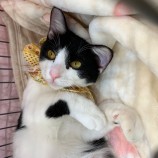 2022年12月11日瑞穂店に参加するまたたび家の保護猫121105